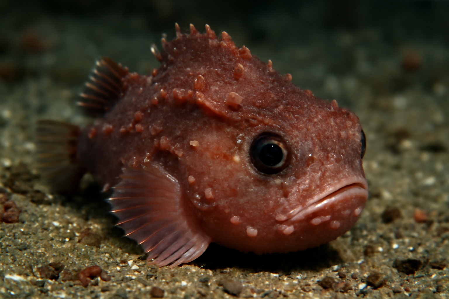 Deepwater Lumpsucker