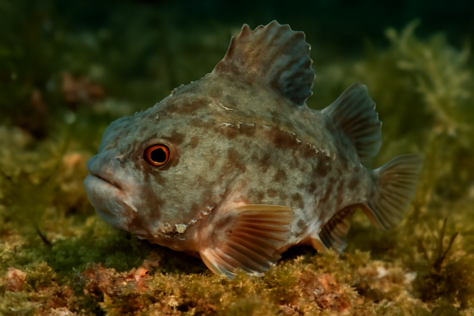 Highfin Lumpsucker