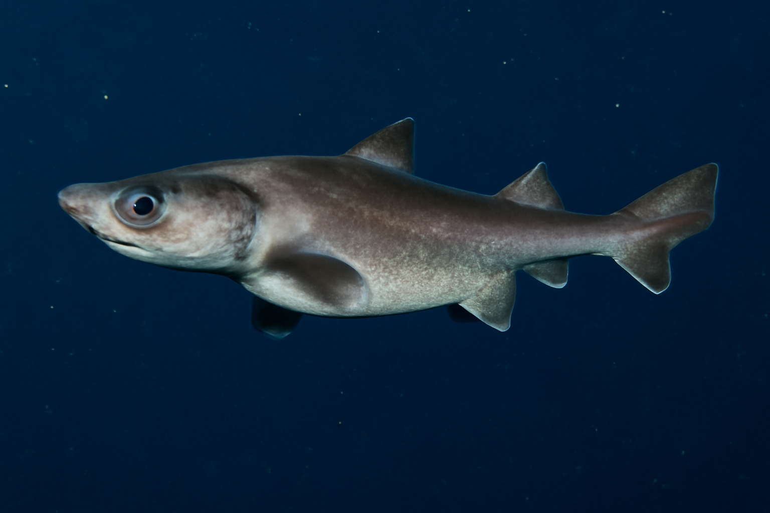 Ventralis lanternshark