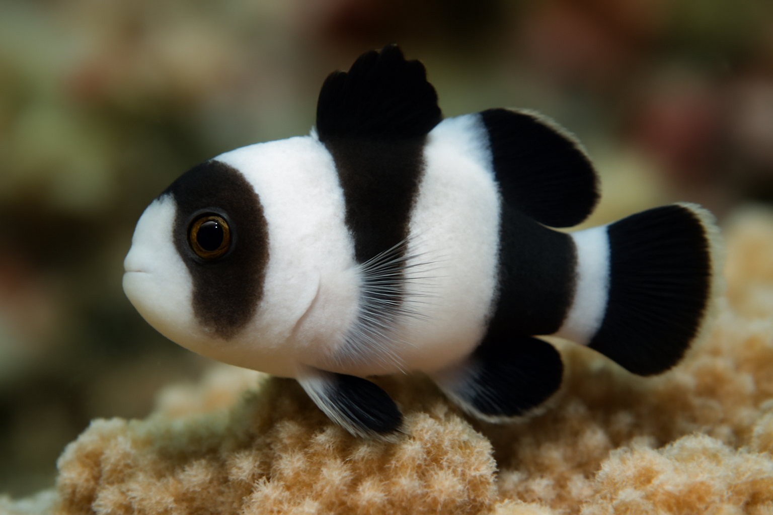 Panda goby