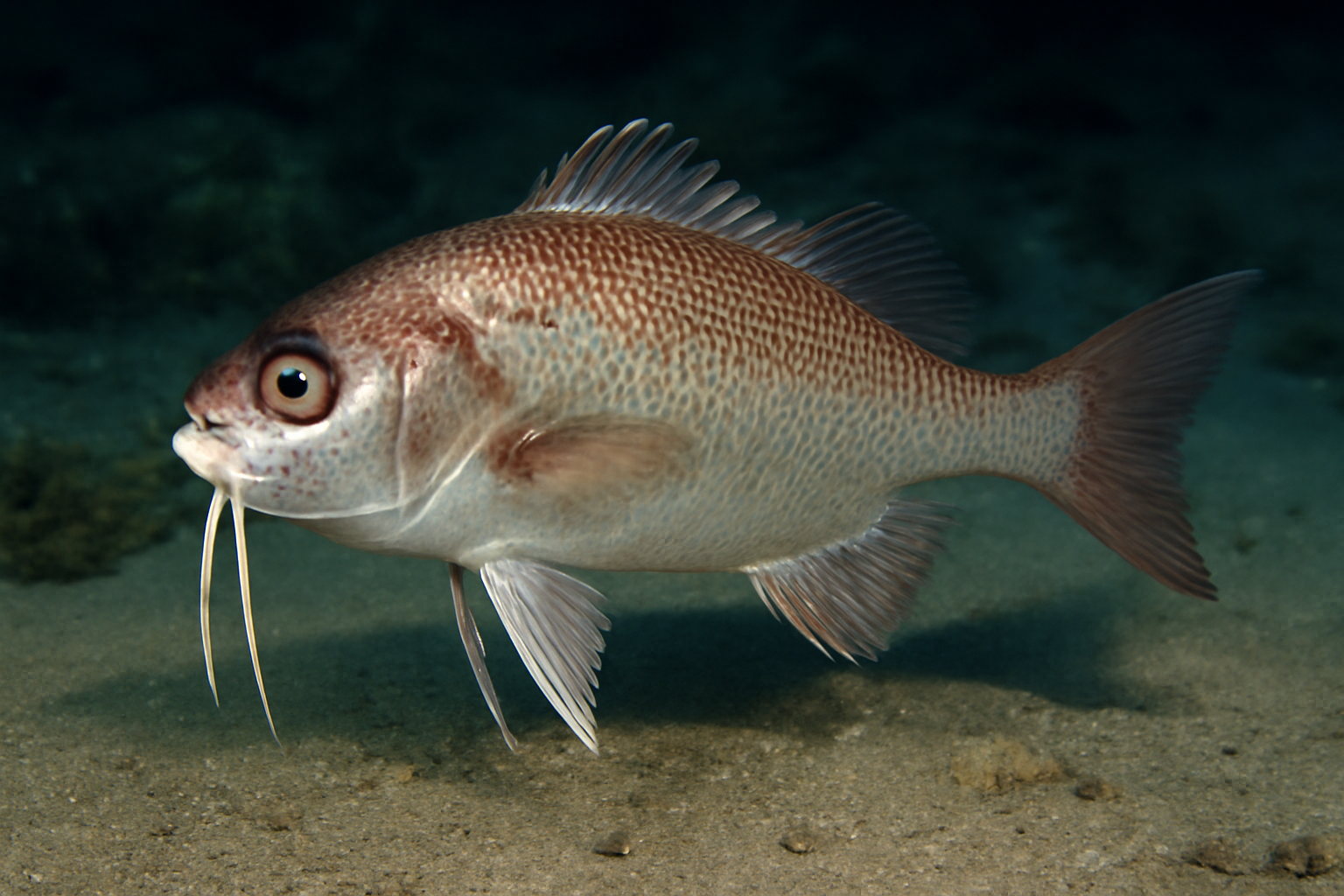 Stout Beardfish