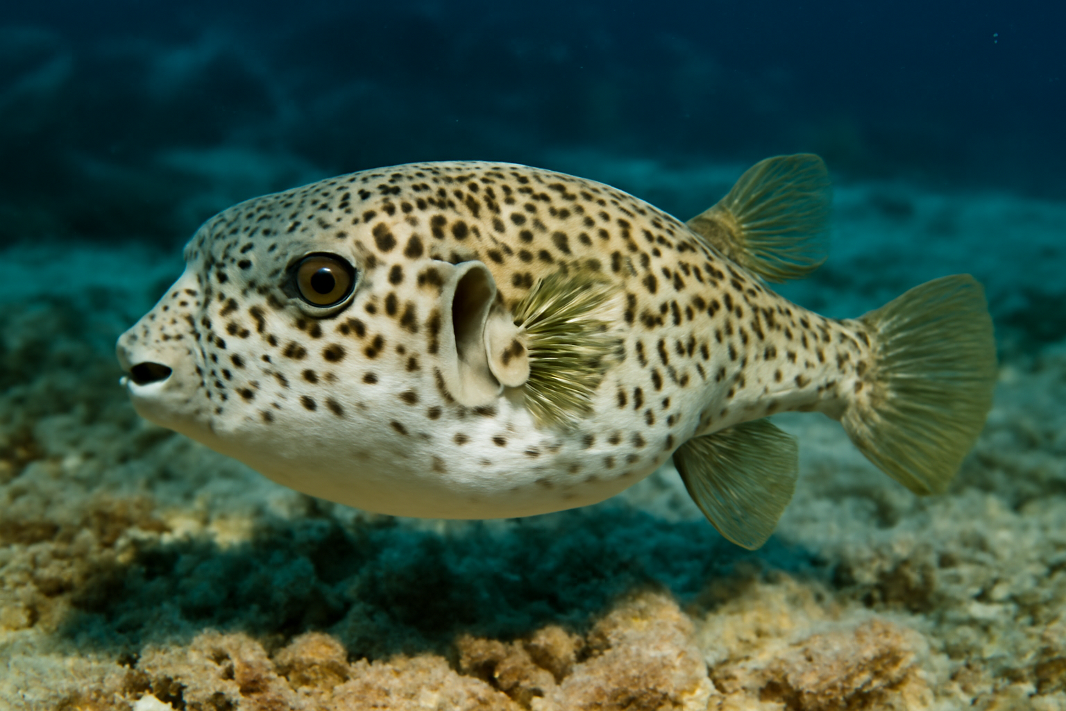Spotted Pufferfish