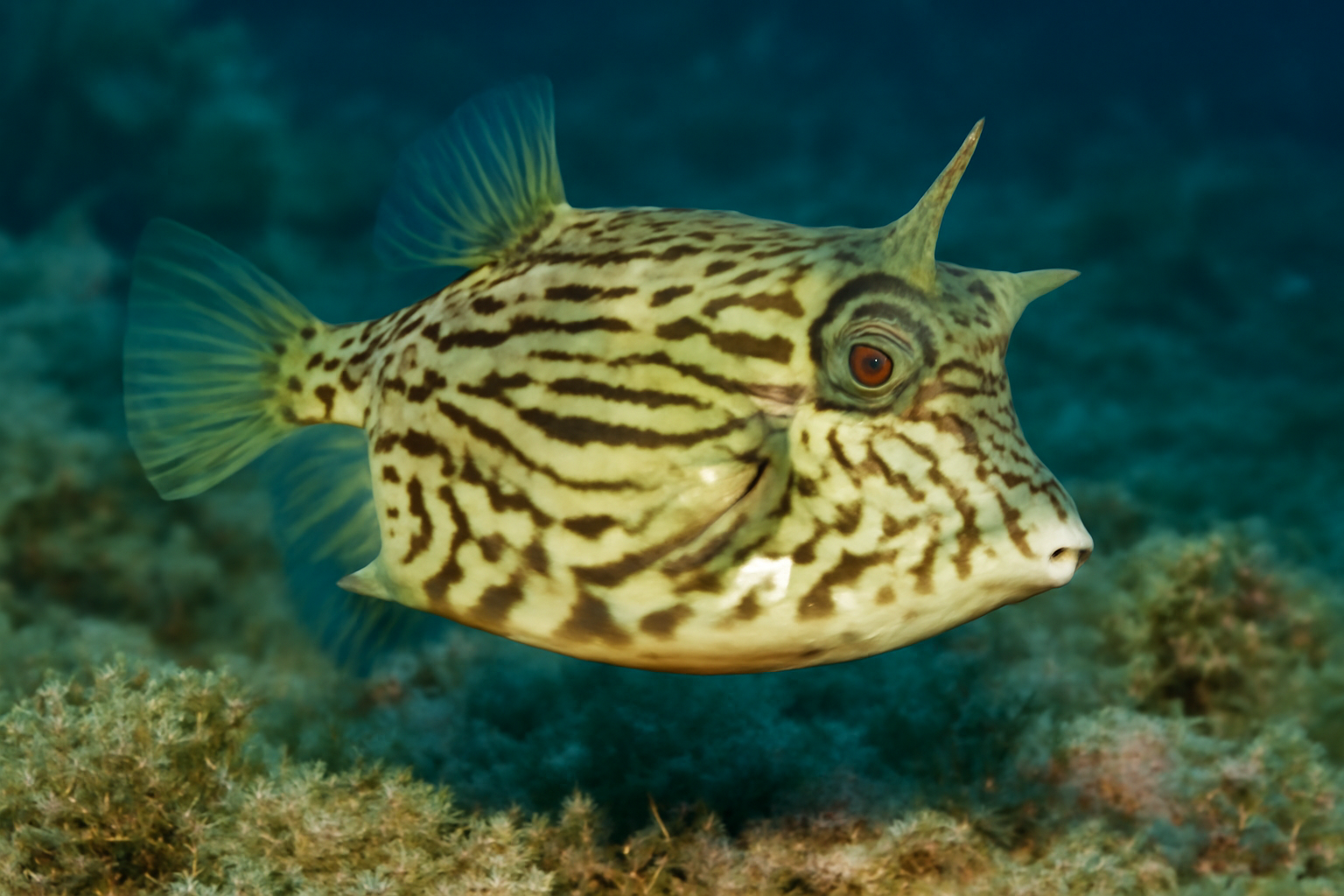 Oblique-lined Cowfish