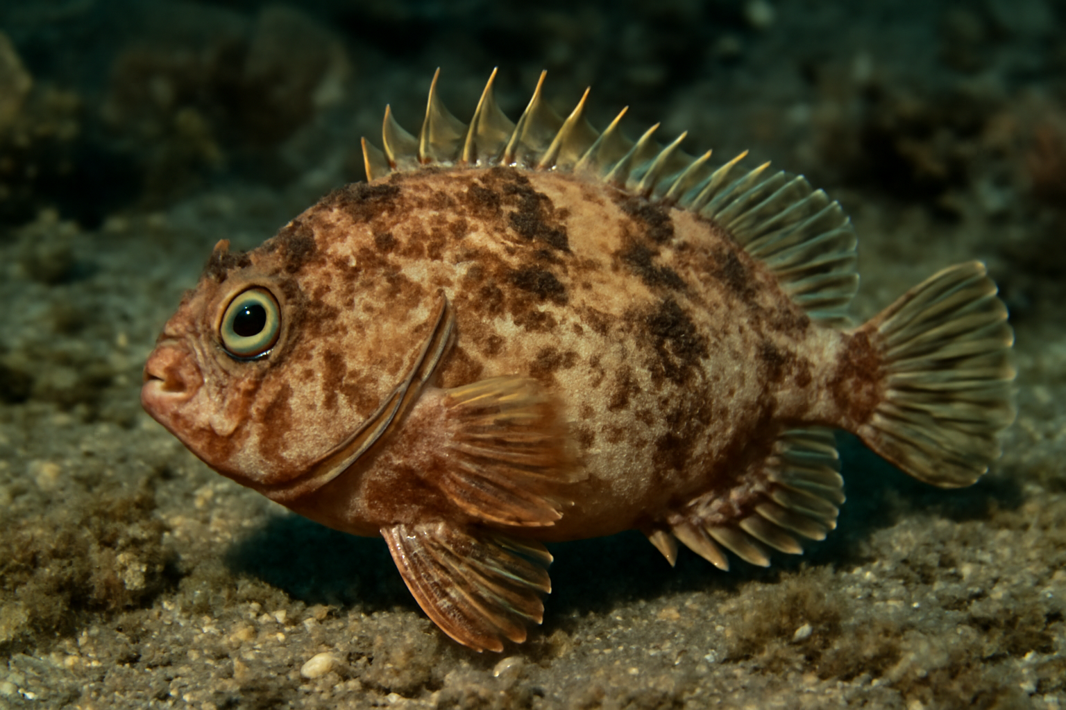 Ocosia Sea Snail