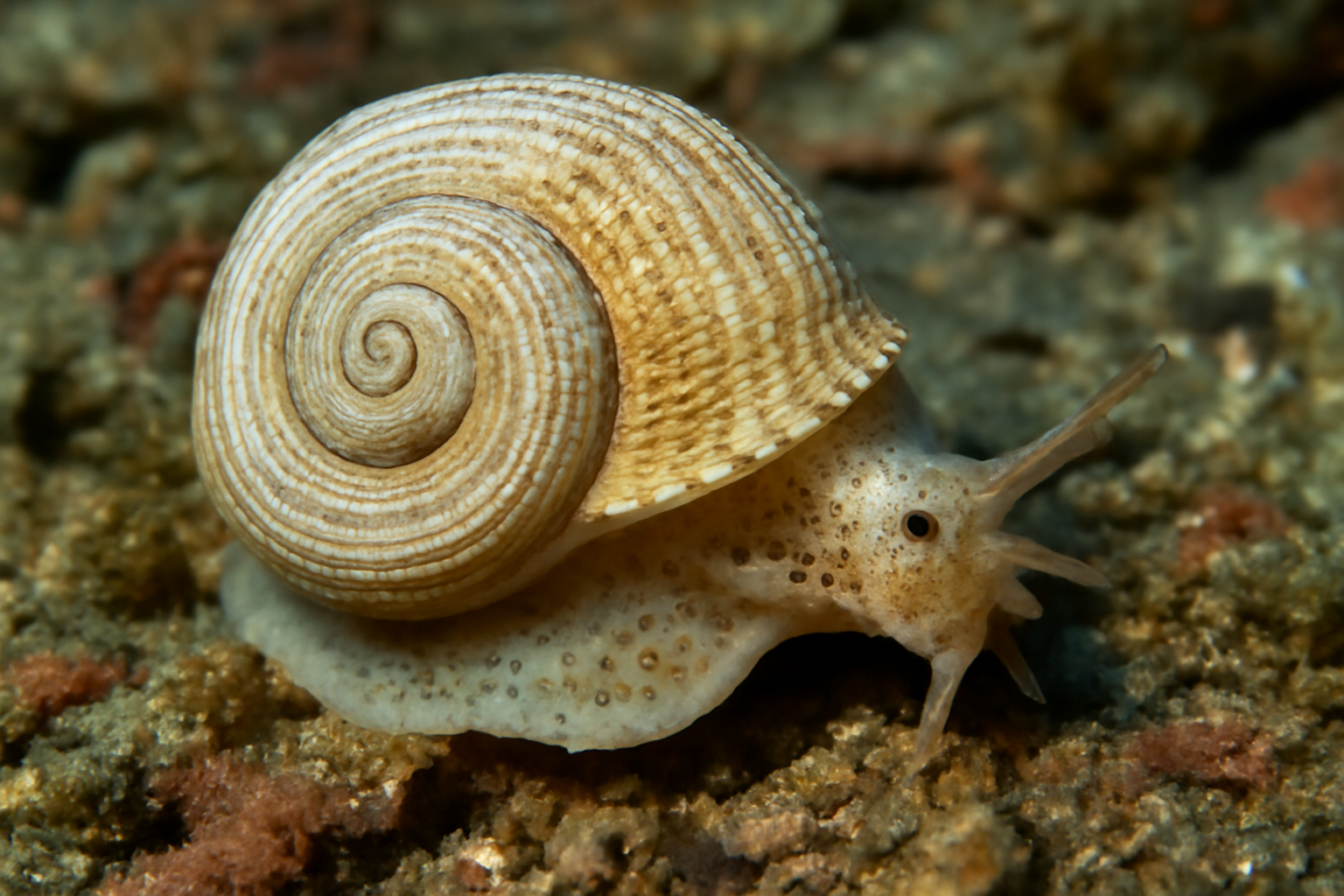 Ocosia Spiral Snail