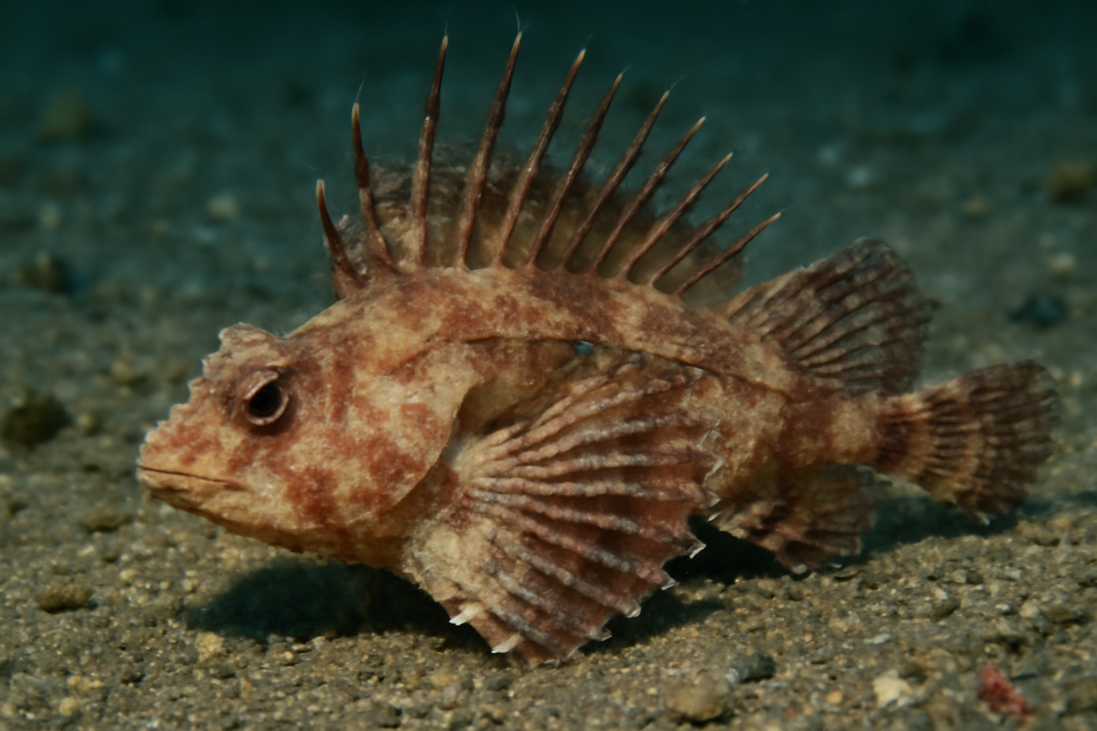 Longspine waspfish