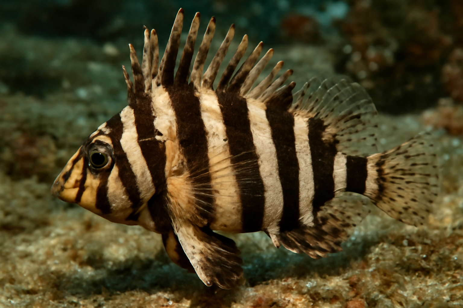 Zebra waspfish