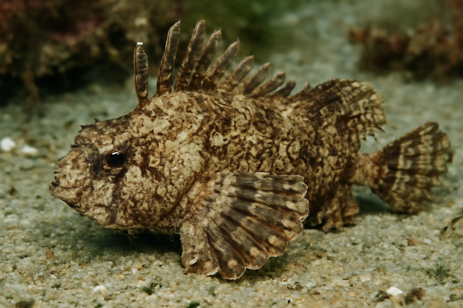 Vermiculated waspfish
