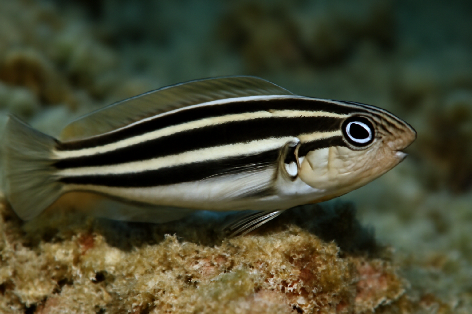Striped poison-fang blenny