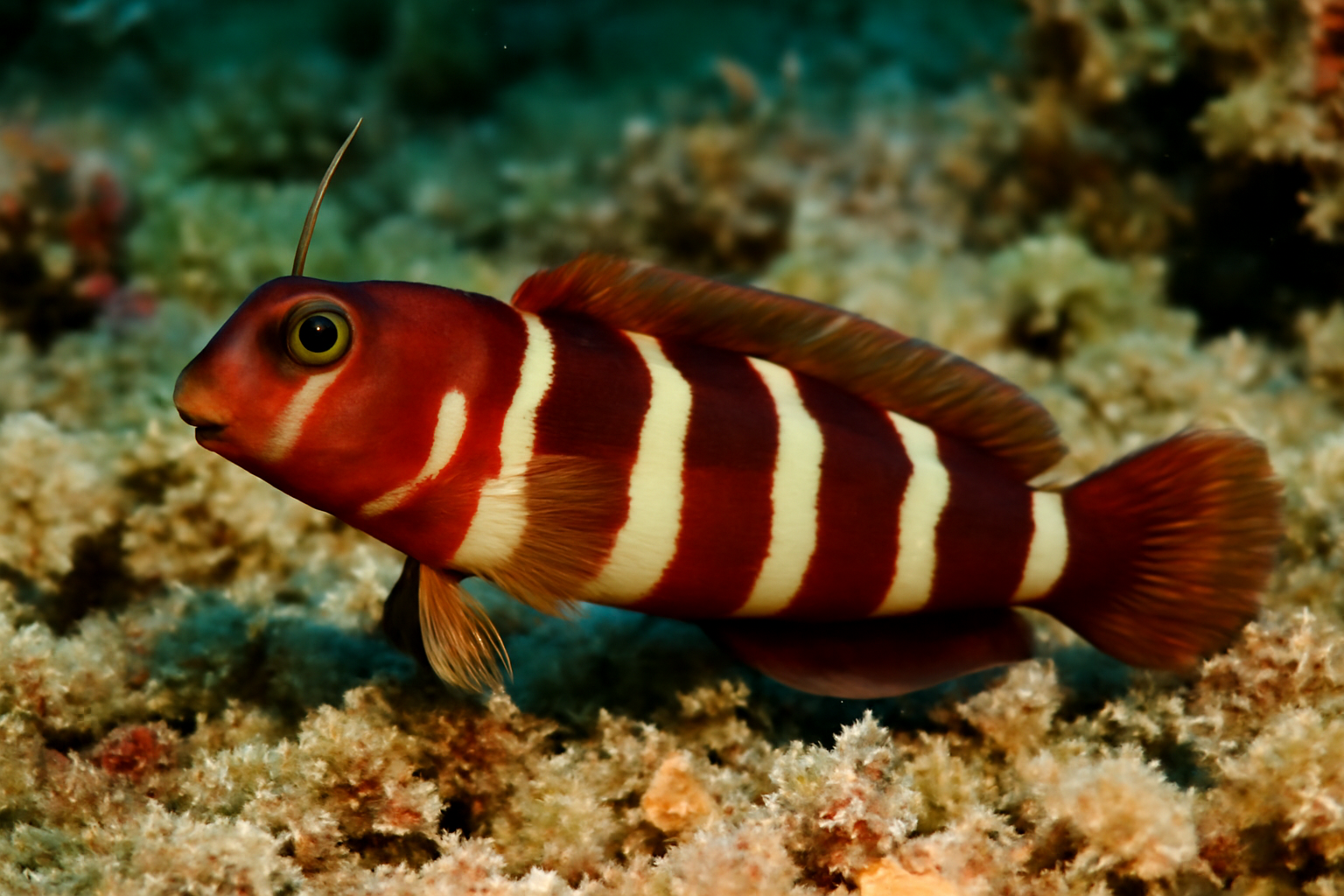 Red Sea mimic blenny