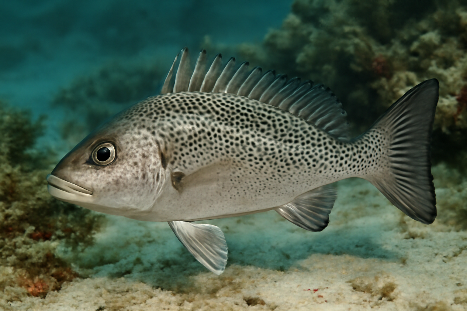Guam Grunter