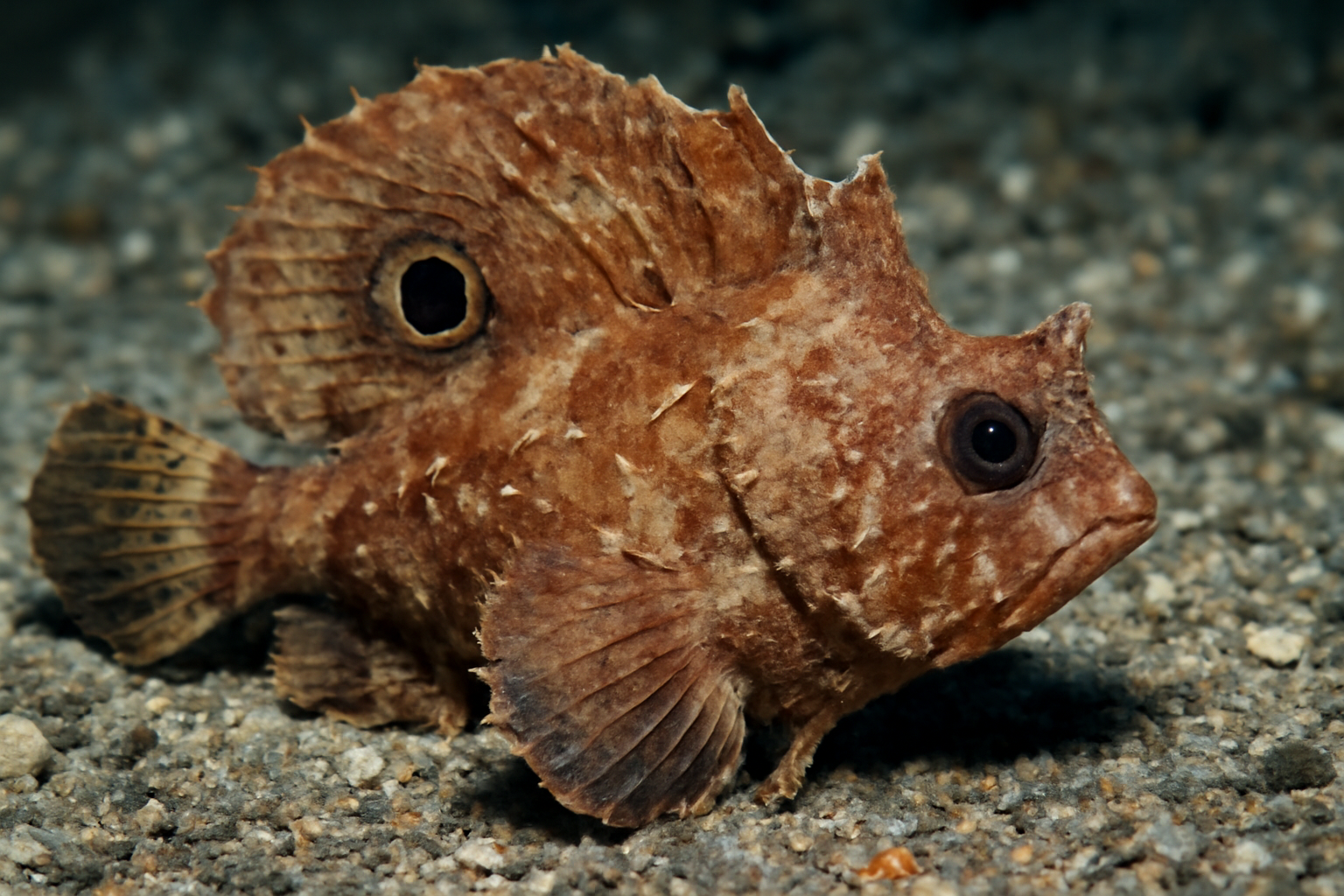 Ocellated waspfish