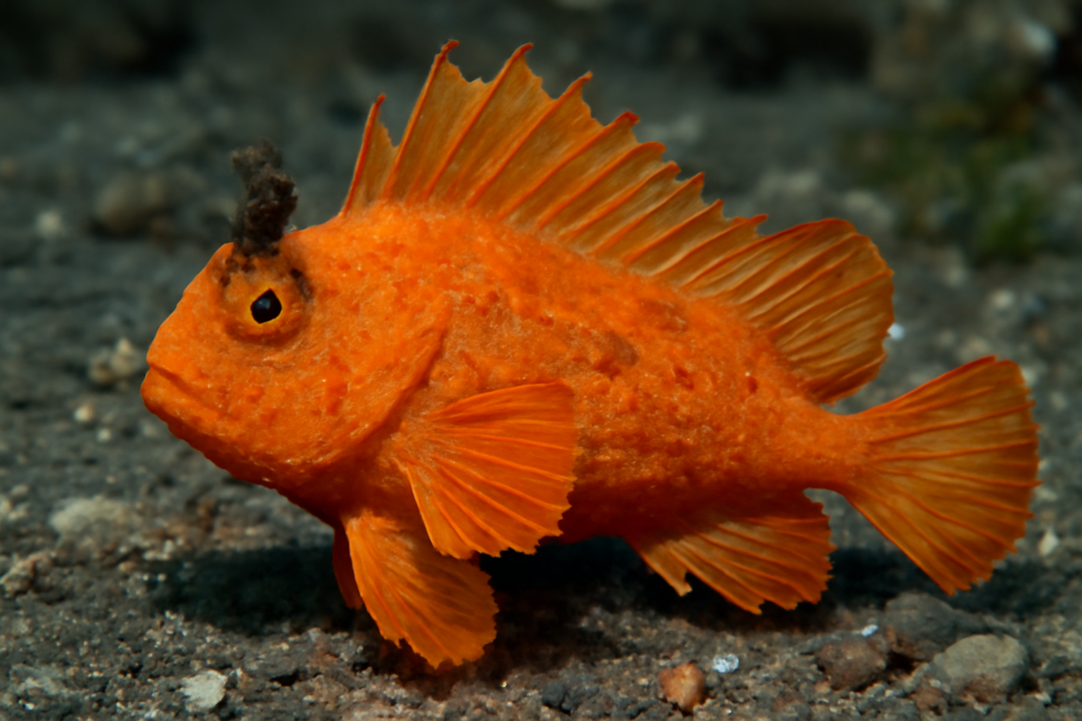 Orange wasp fish
