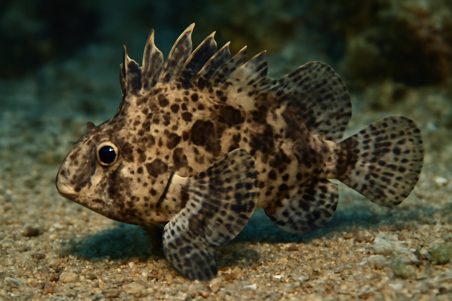 Spotted wasp fish