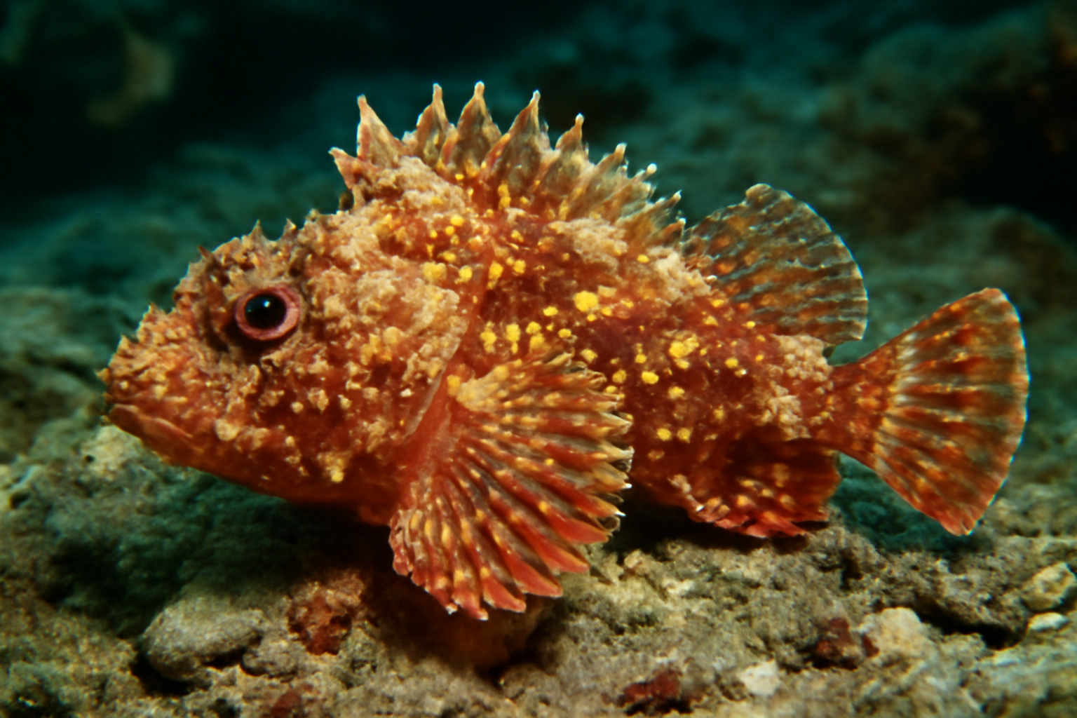 Yellowspotted Scorpionfish