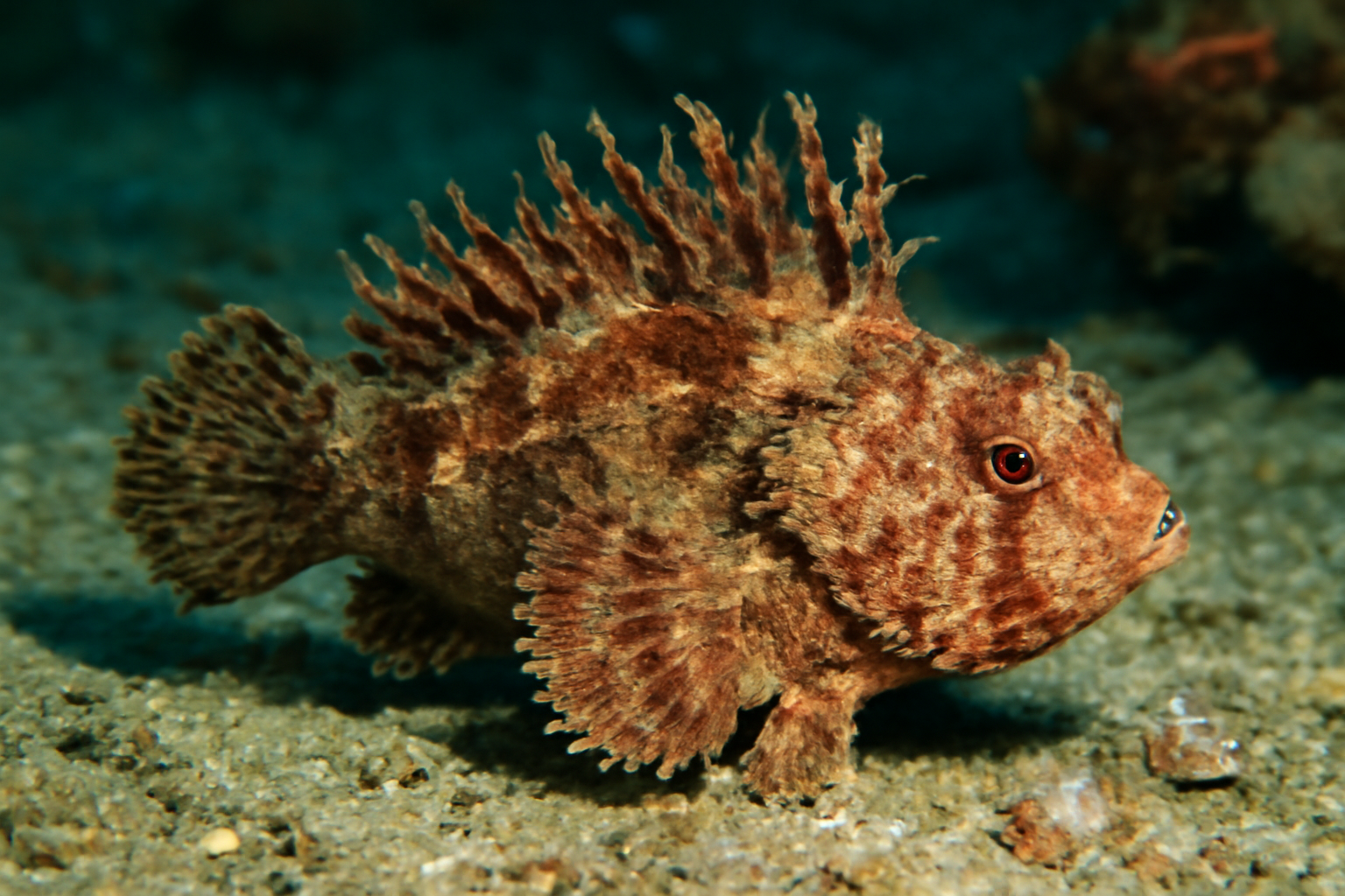 Western Velvetfish