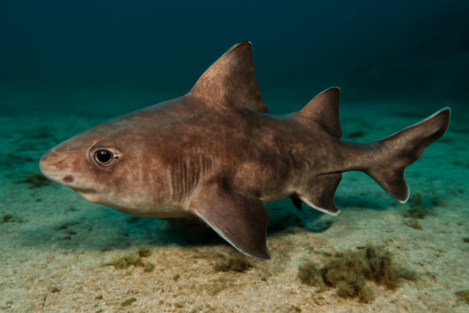 Angular roughshark