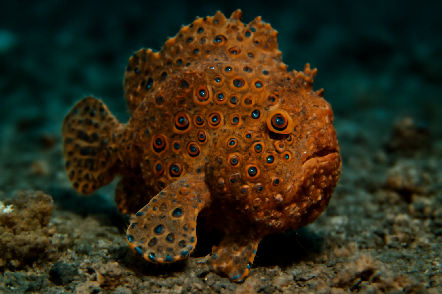 Ocellated Frogfish