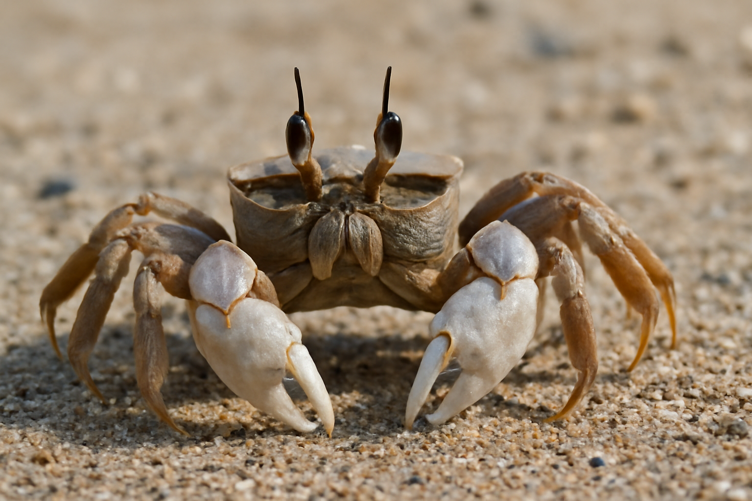 Japanese Ghost Crab