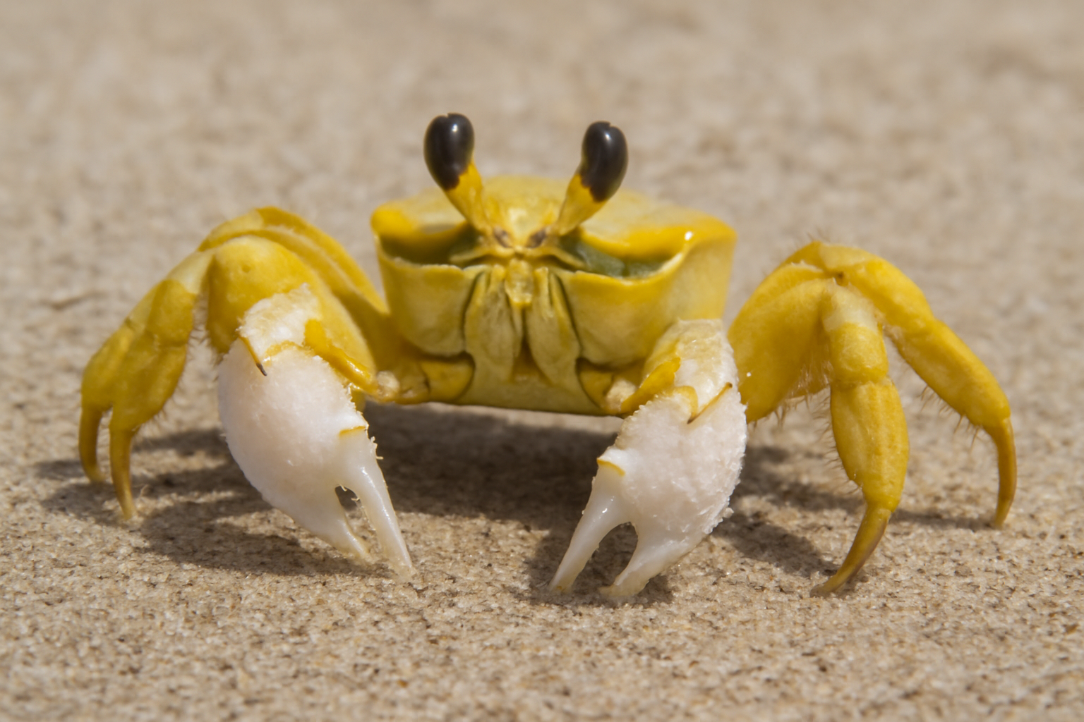 Yellow Ghost Crab
