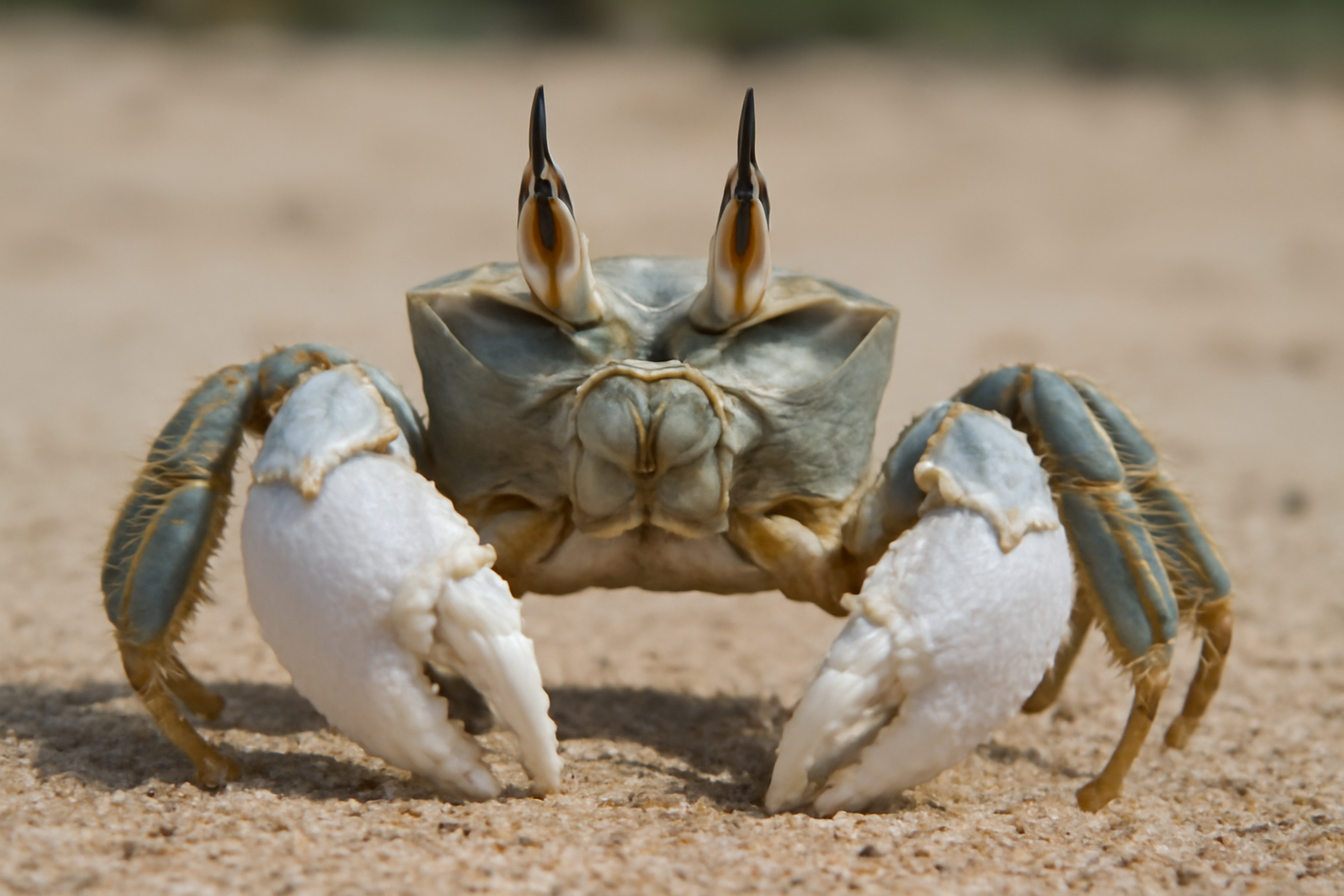 Giant Ghost Crab