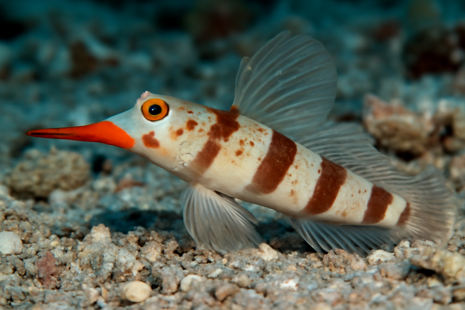 Longnose Shrimpgoby