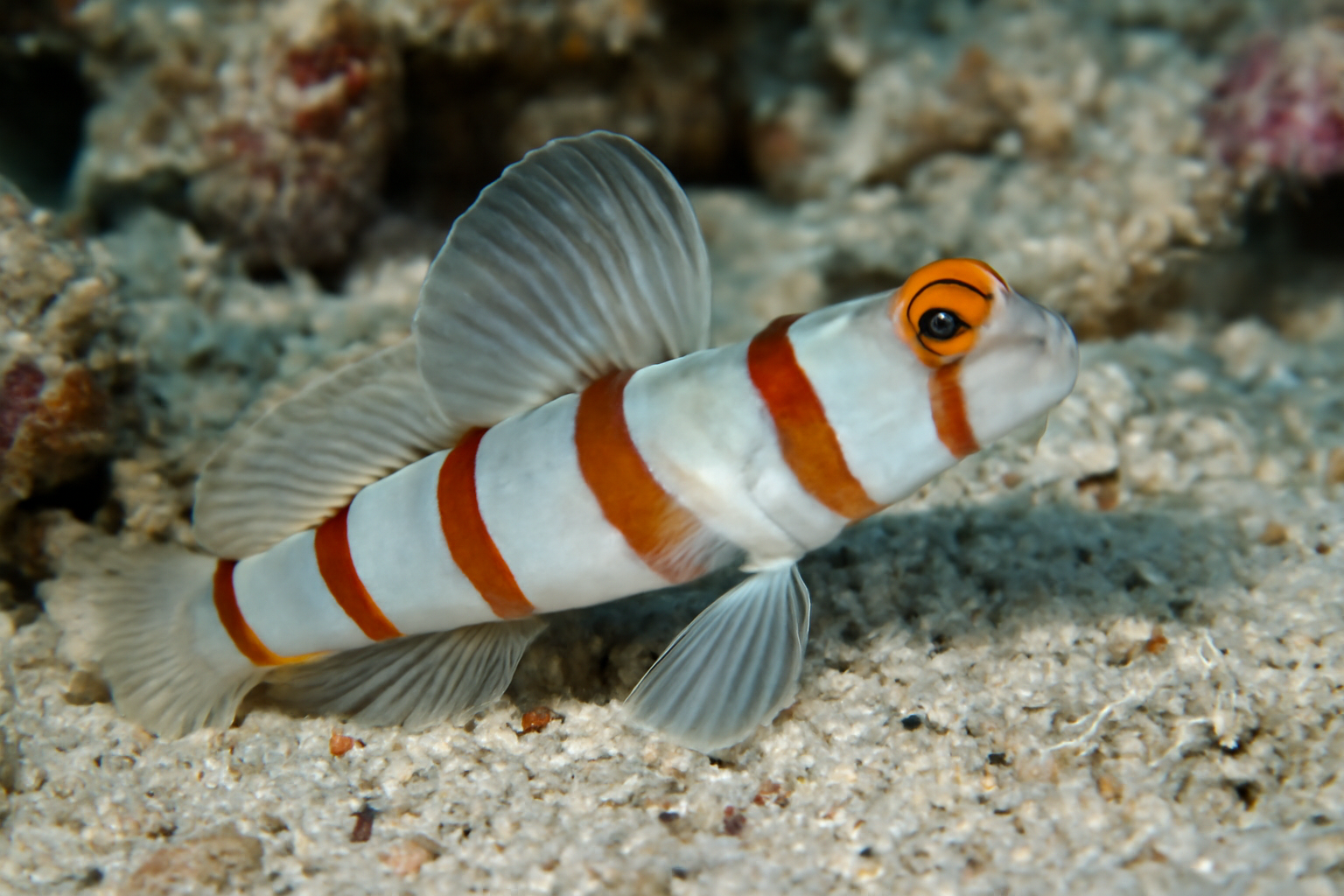 Painted Shrimpgoby