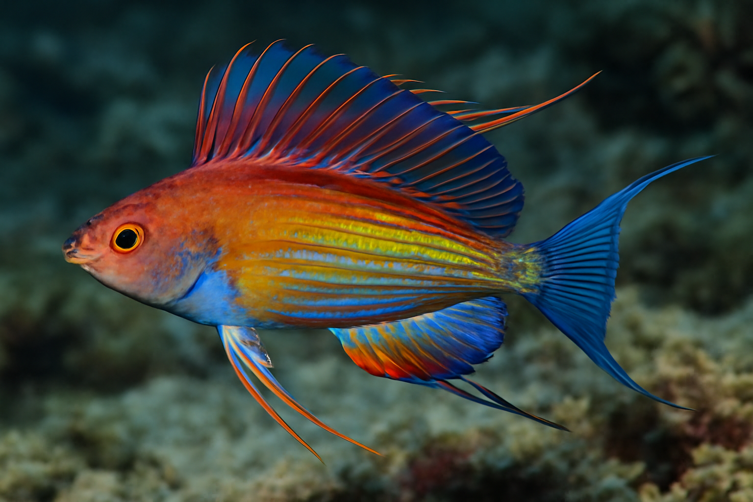Longfin Flasher Wrasse