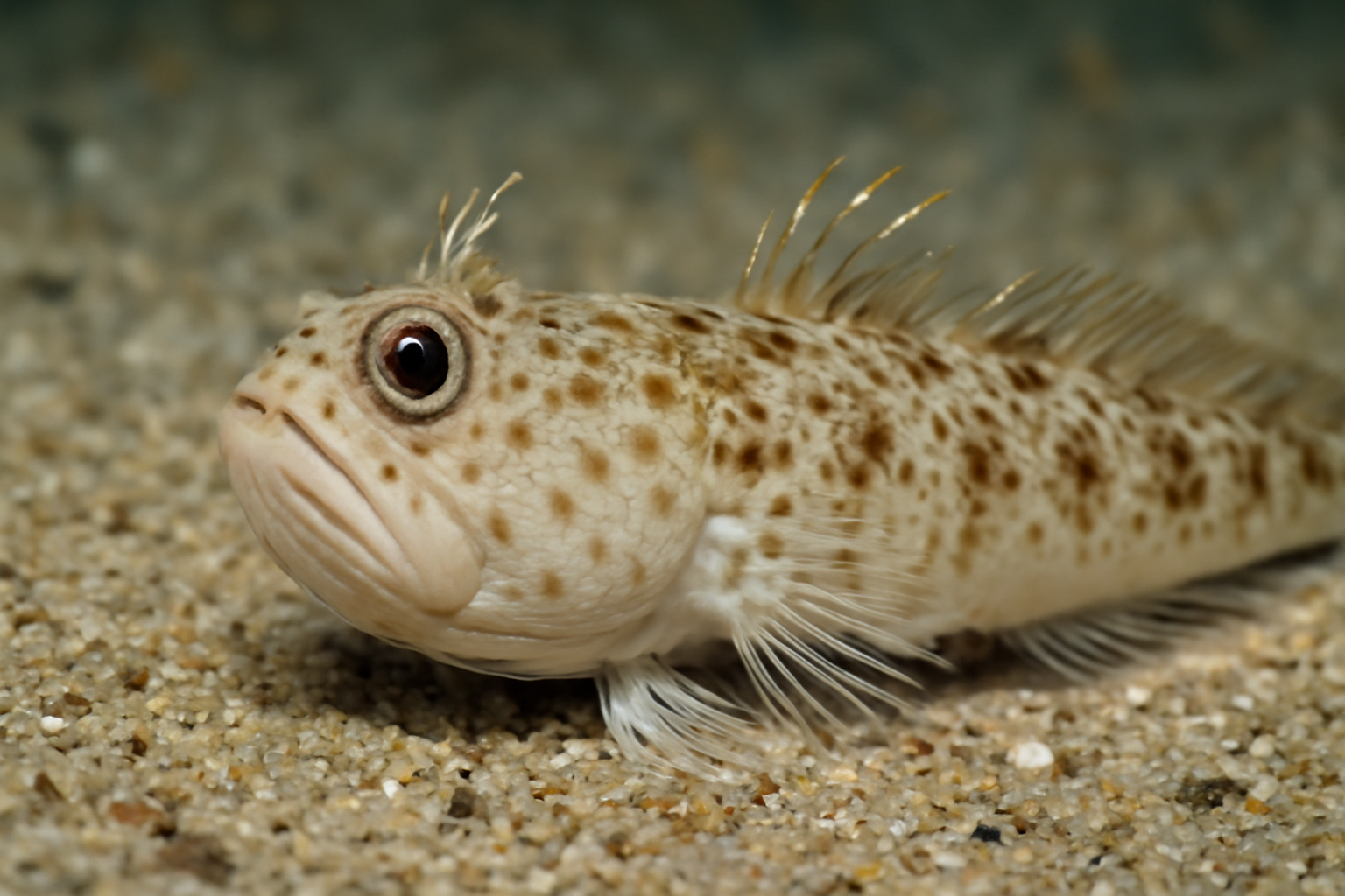 Sand Stargazer