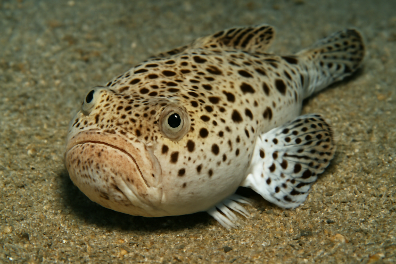Spotted Stargazer