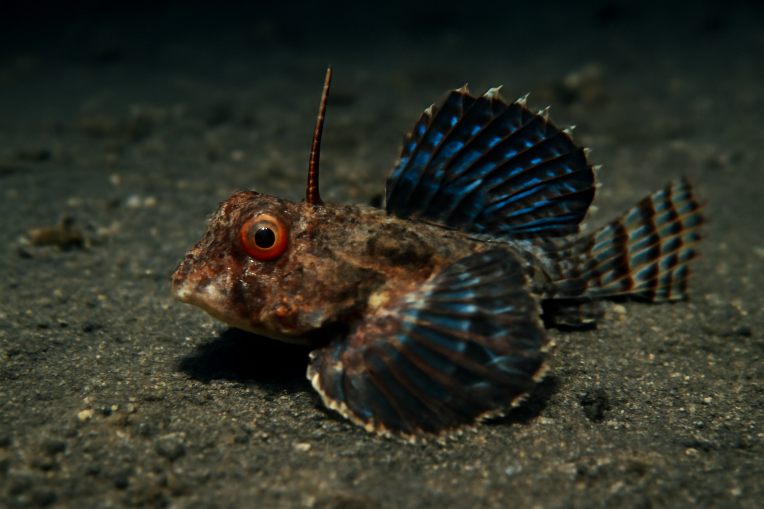 Abyssal Dragonet