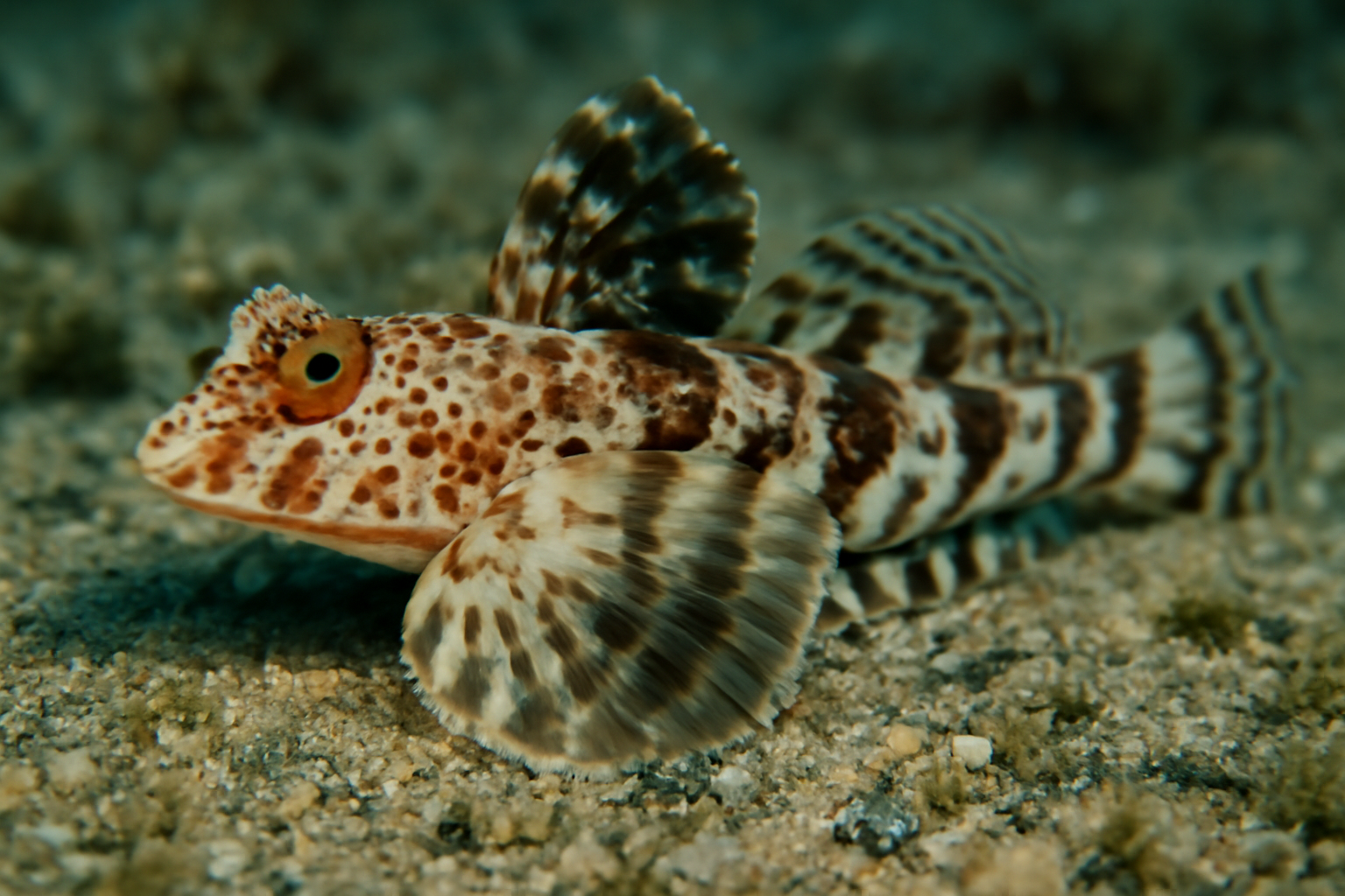 Barred Dragonet