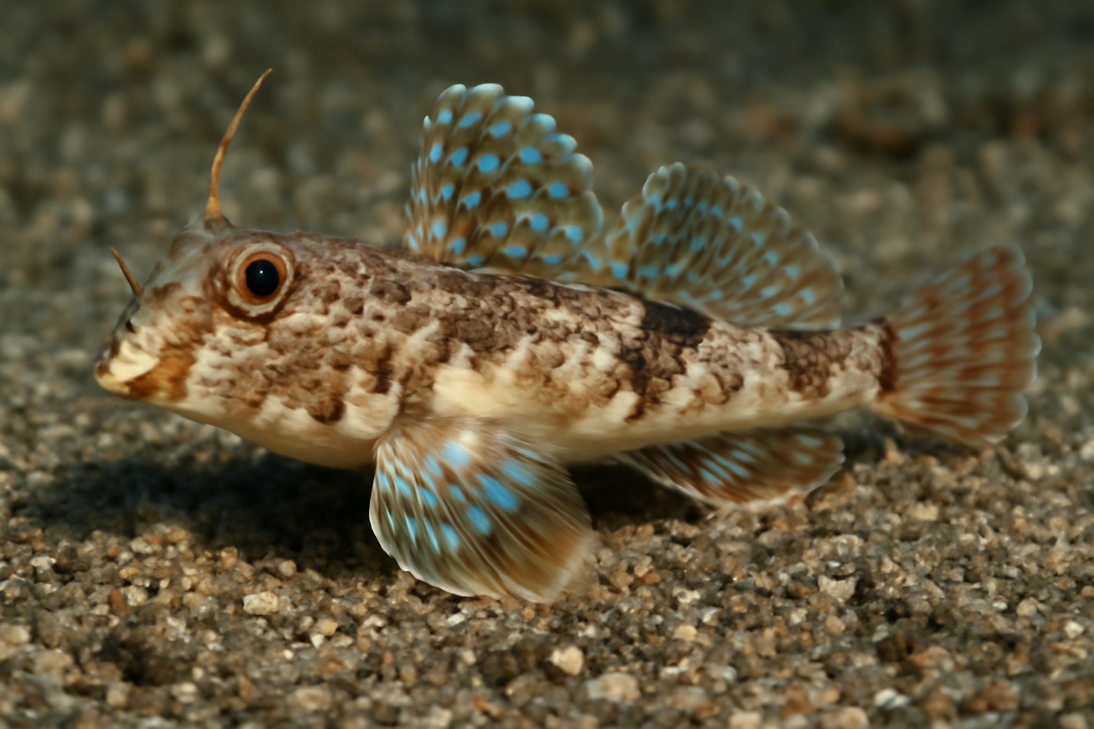 Slope Dragonet