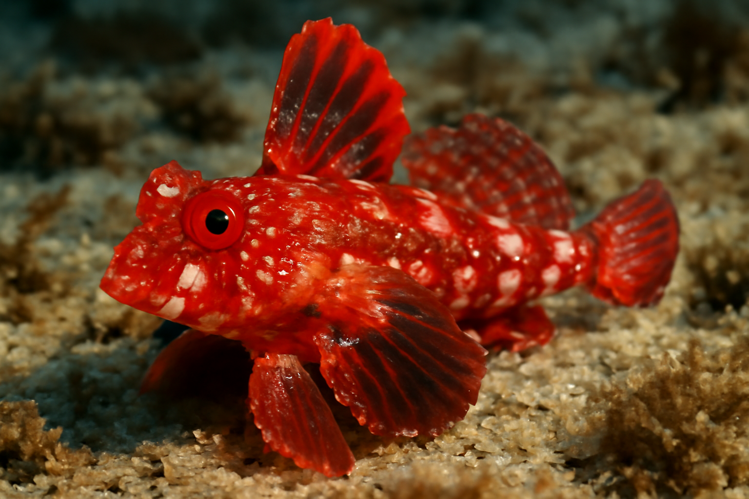 Crimson Dragonet