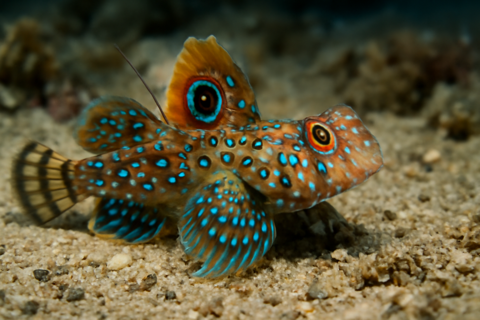 Ocellated Dragonet