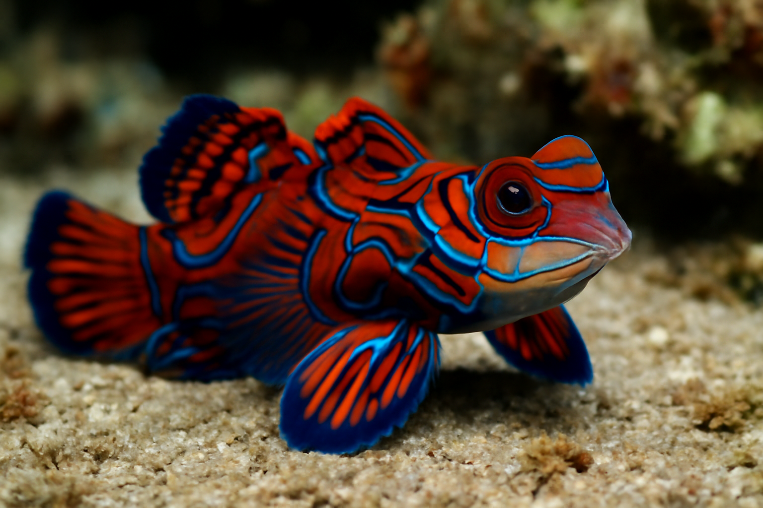 Red Mandarin