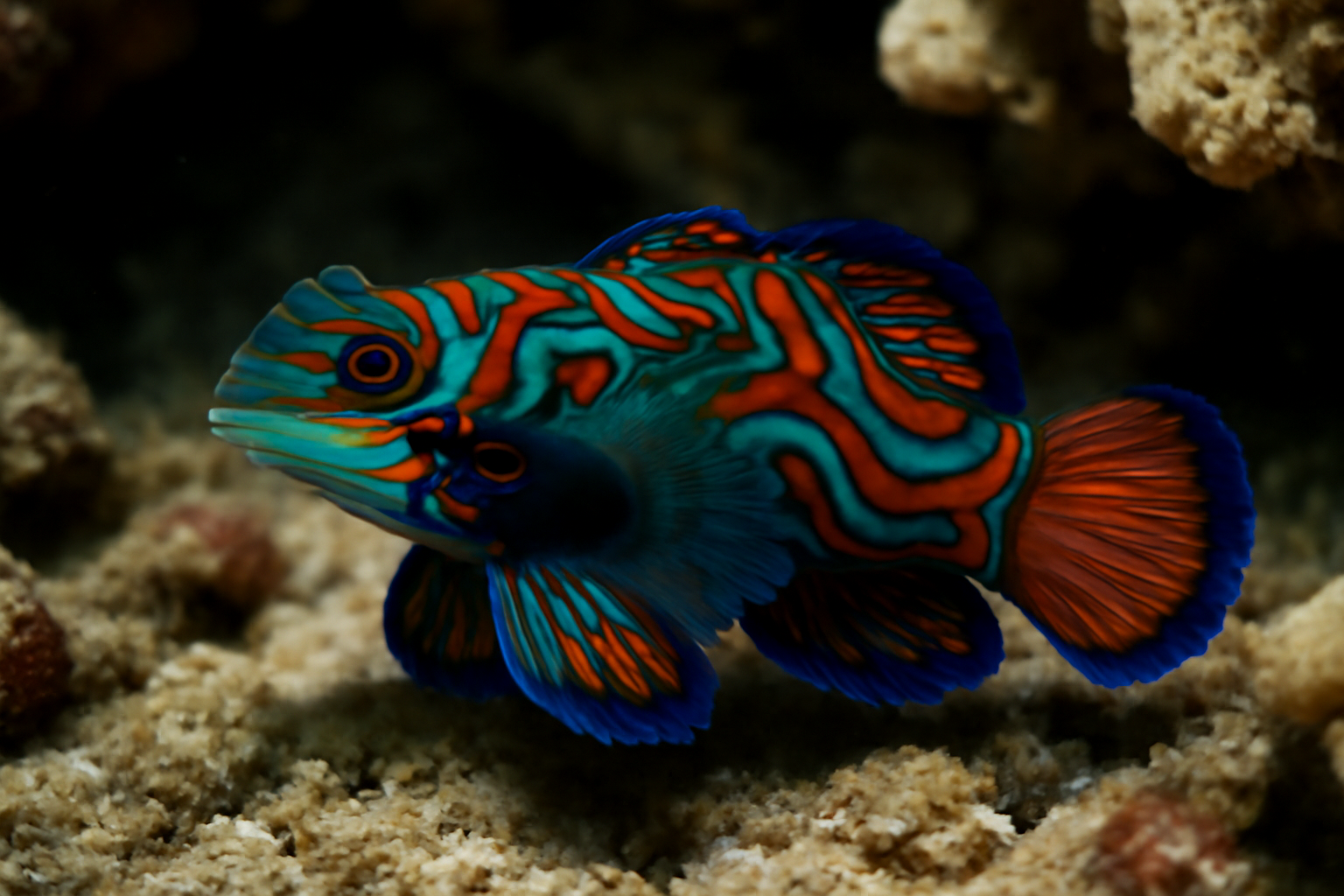 Blue Mandarin