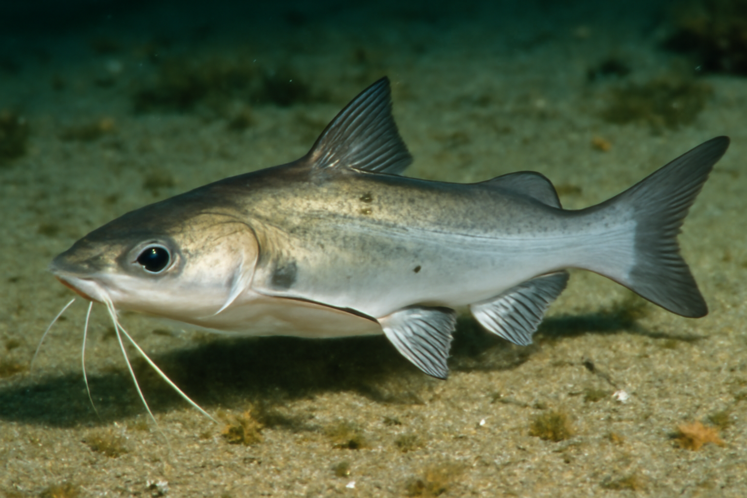 Lesser sea catfish