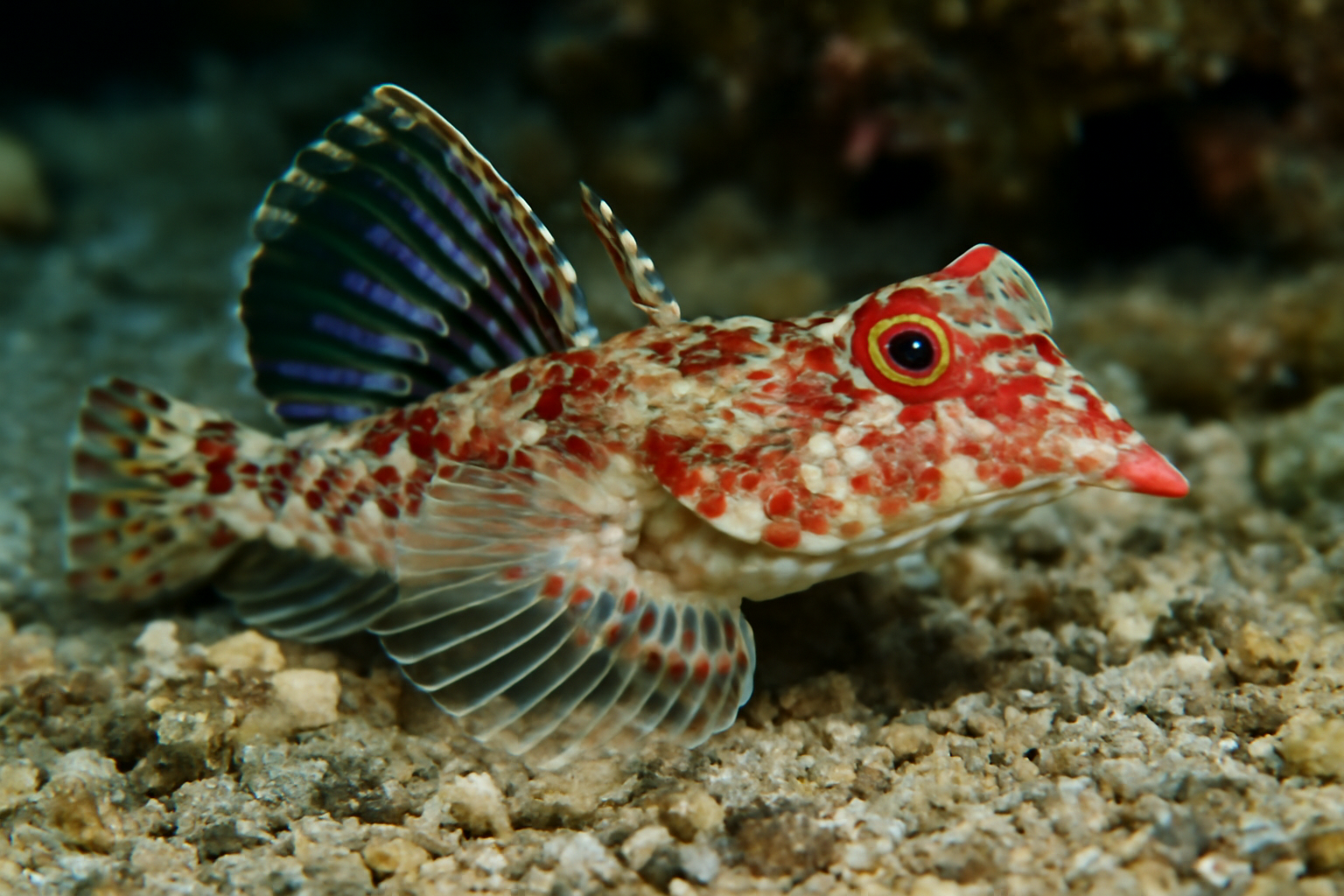 Longsnout Dragonet