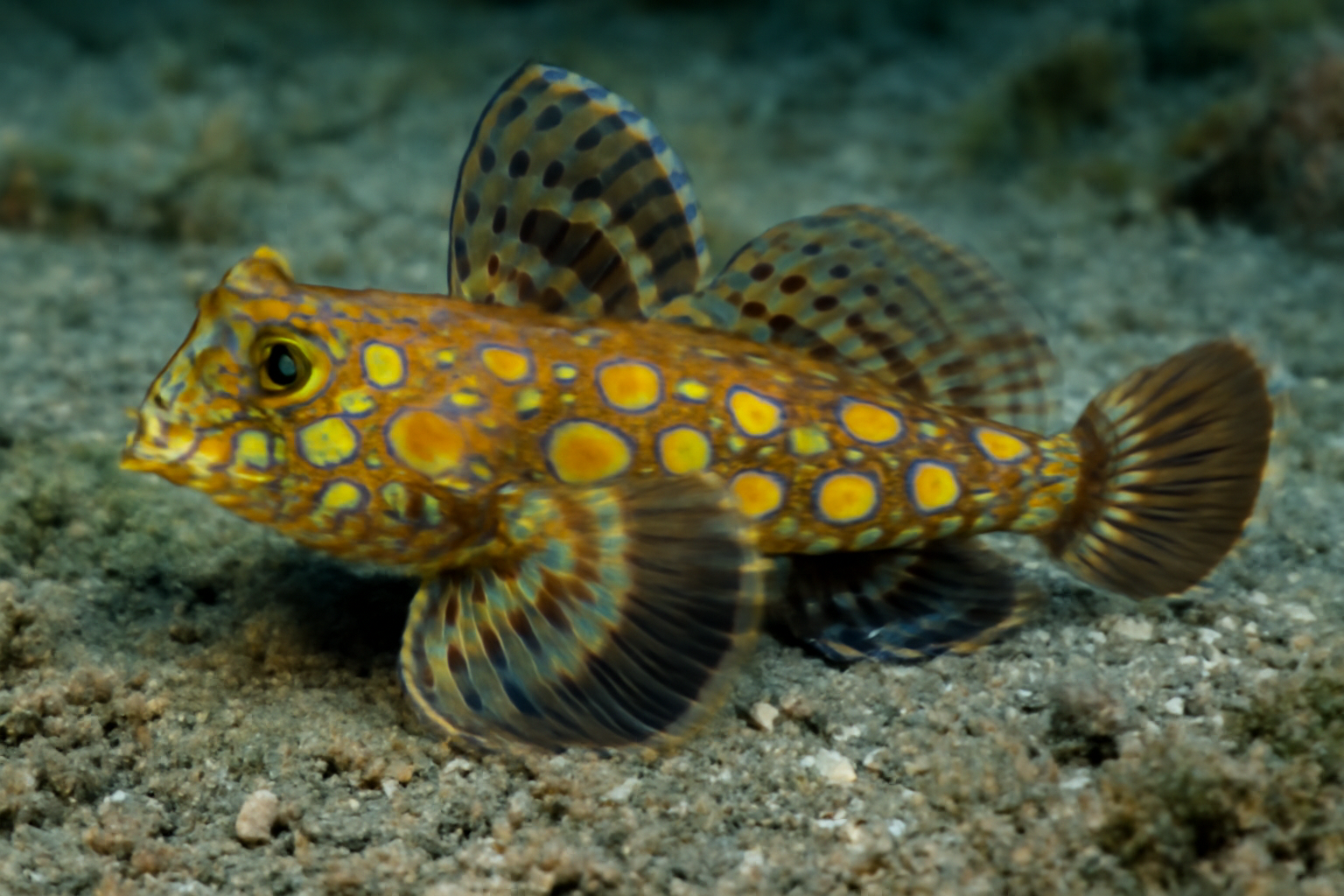 Yellow-spotted Dragonet