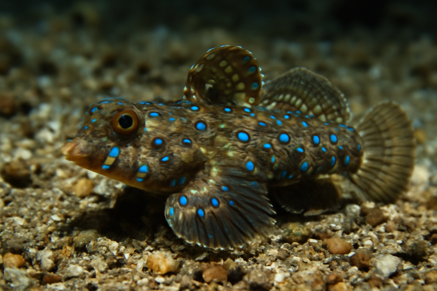 Blue-spotted Dragonet
