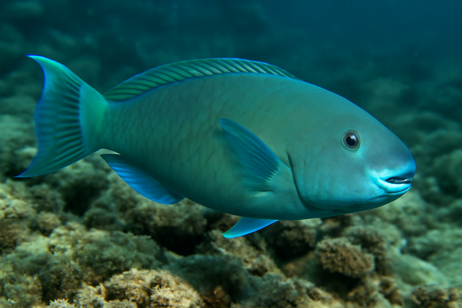 Bluelip parrotfish