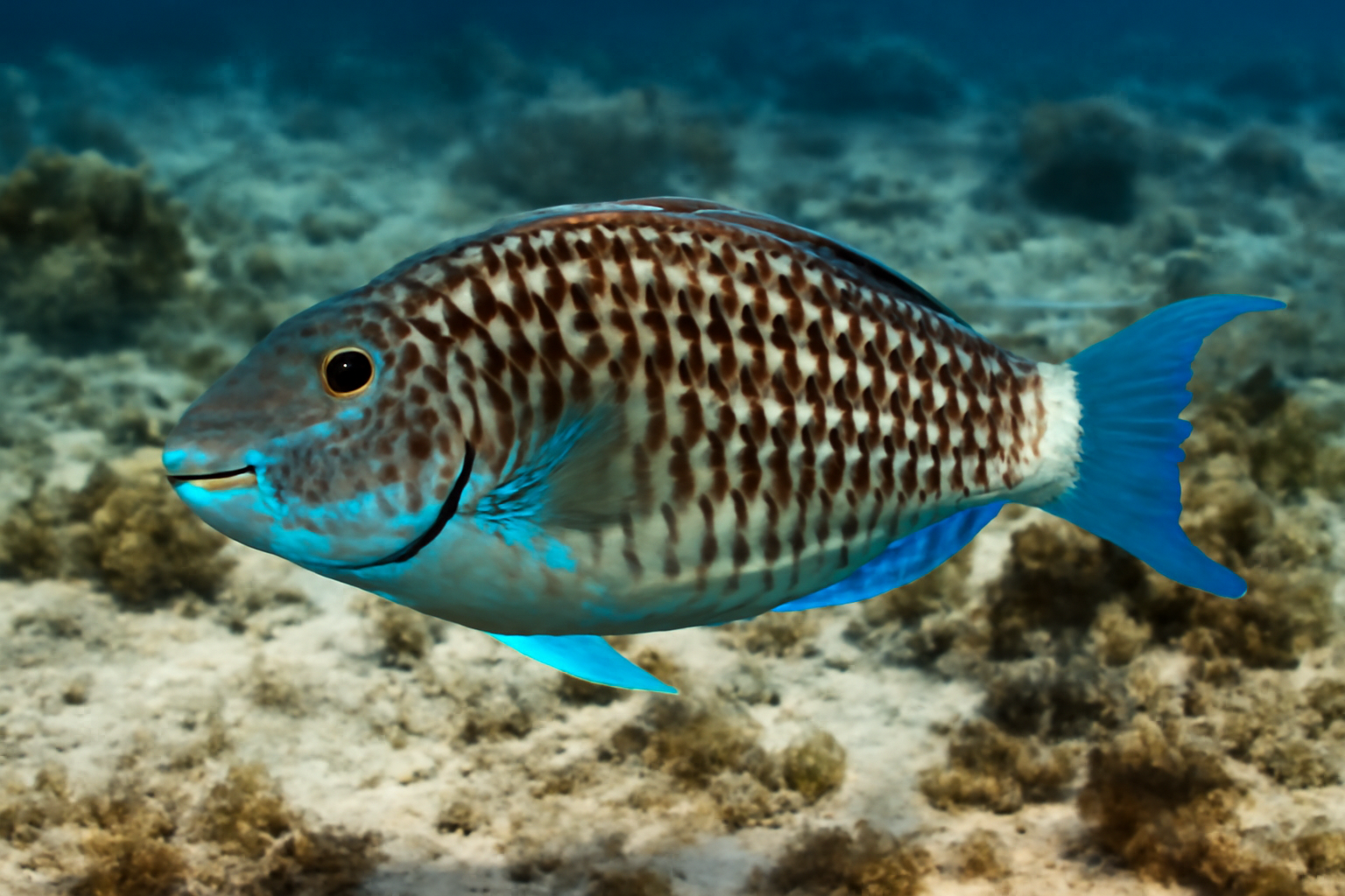Spotted parrotfish