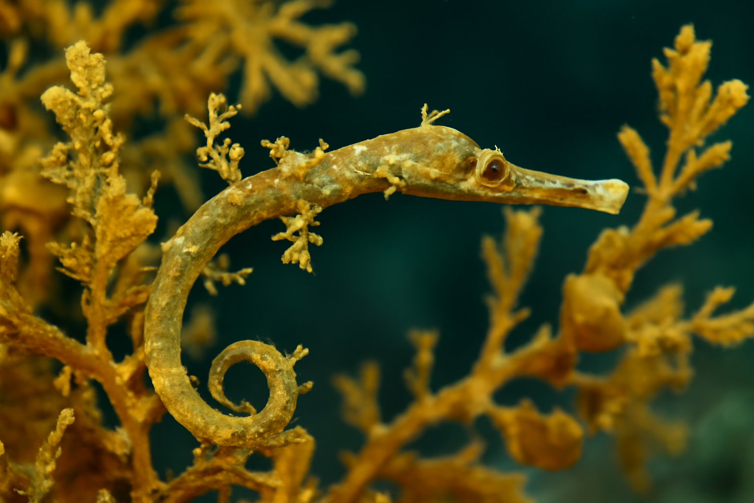 Gulf Weed Pipefish