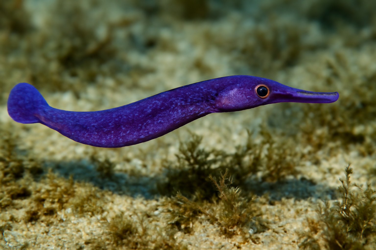 Violet Pipefish