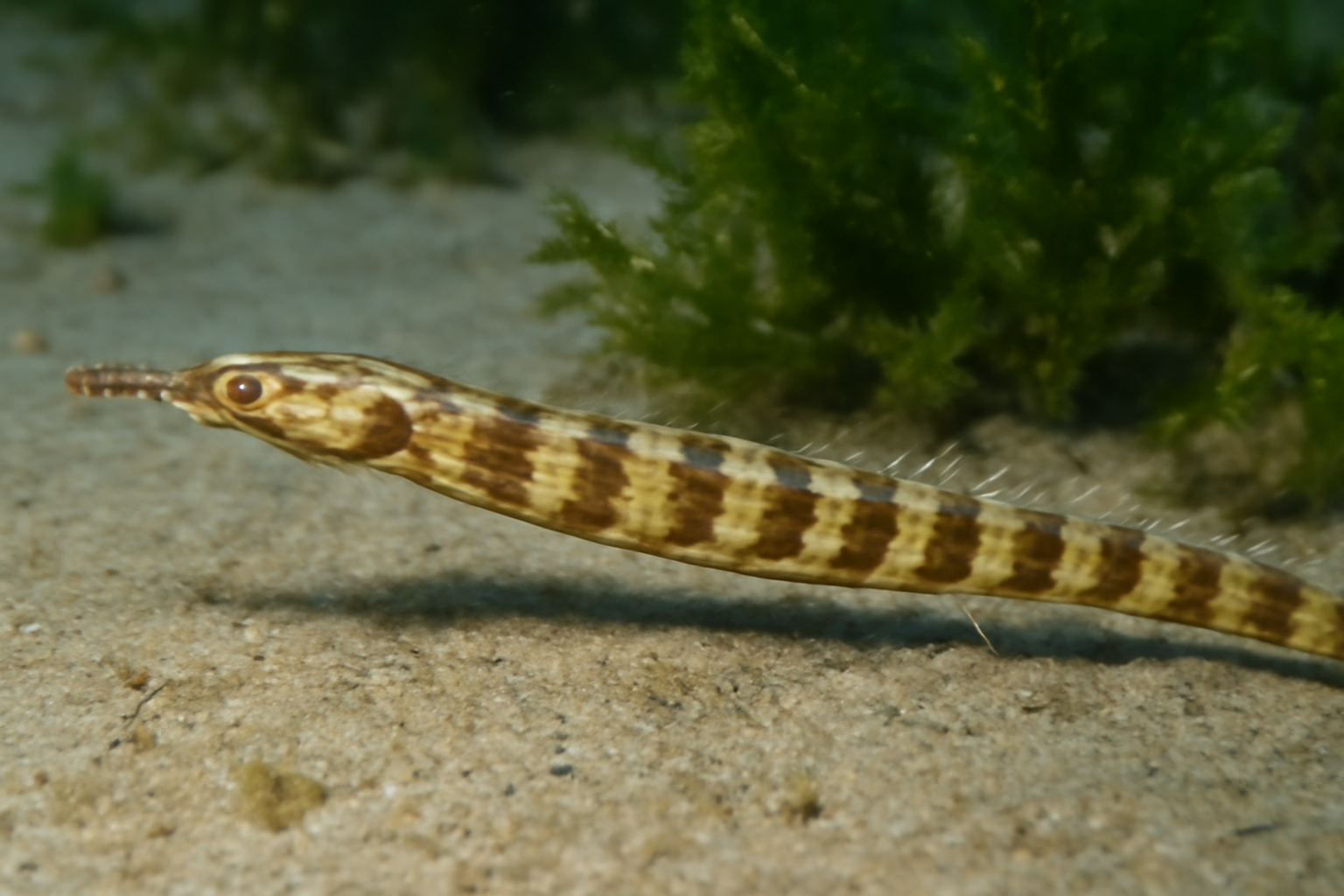 Richardson's Pipefish