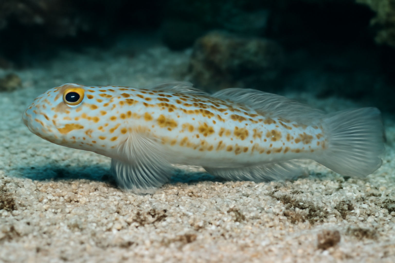 Diamond Watchman Goby