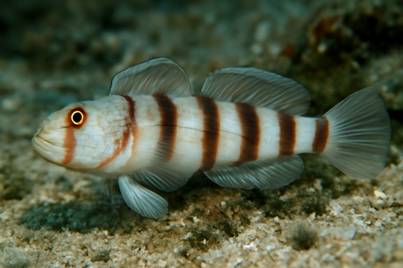 Sleeper Banded Goby