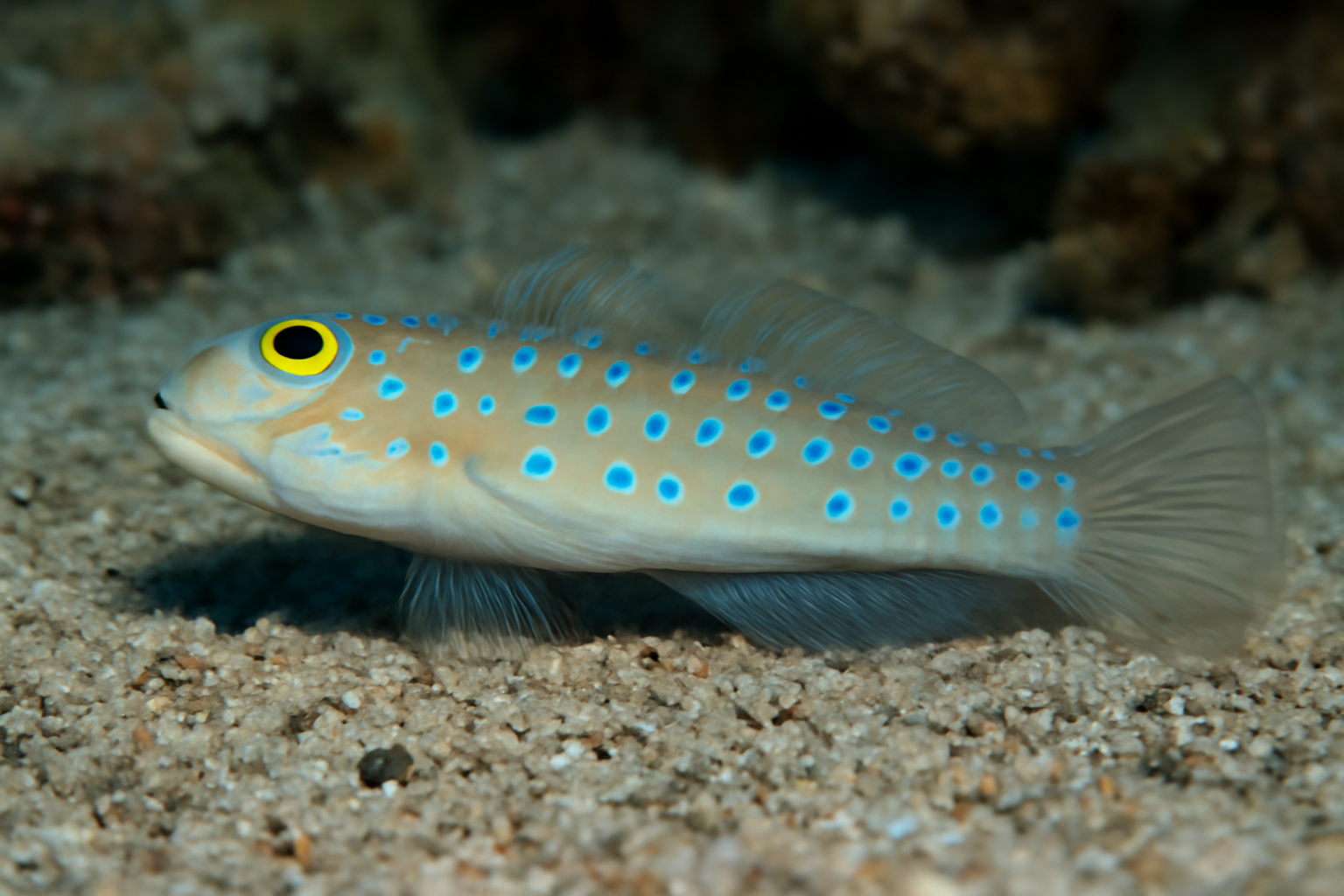 Sleeper Blue Dot Goby