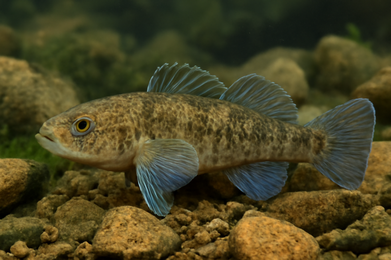 Bluegill Bully